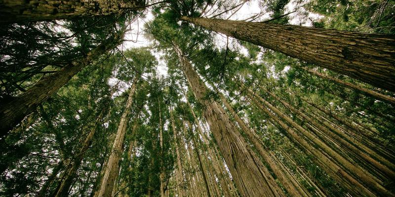 健康饮品新选择：深度解析心血酒与传统黄酒、药酒的本质区别