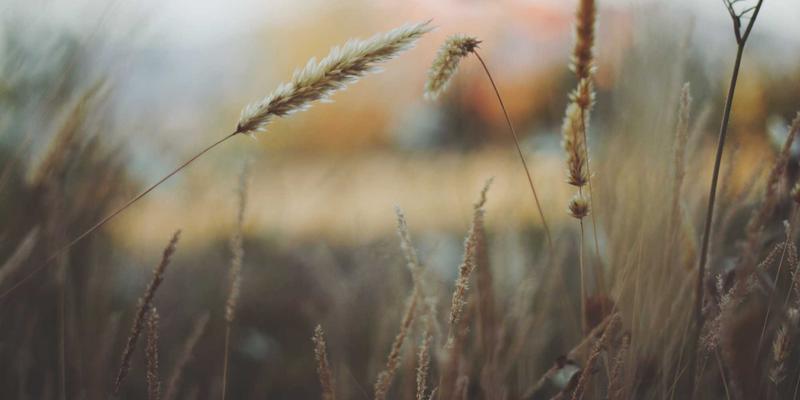 心血酒32：千年草本智慧酿造的养生之秘