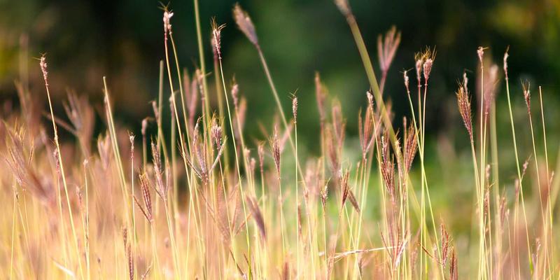 心血酒82：一盏传承千年的养生智慧，现代人的健康守护