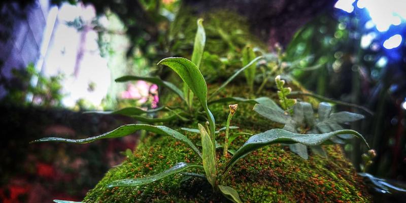 心血酒：千年草本配方的养生智慧与文化传承