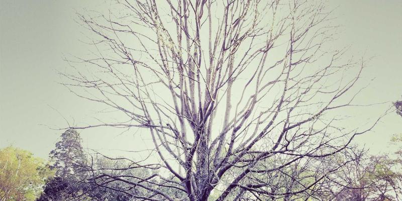 心血酒最佳实践：解锁养生酒的健康密码，打造现代人的健康饮品新选择