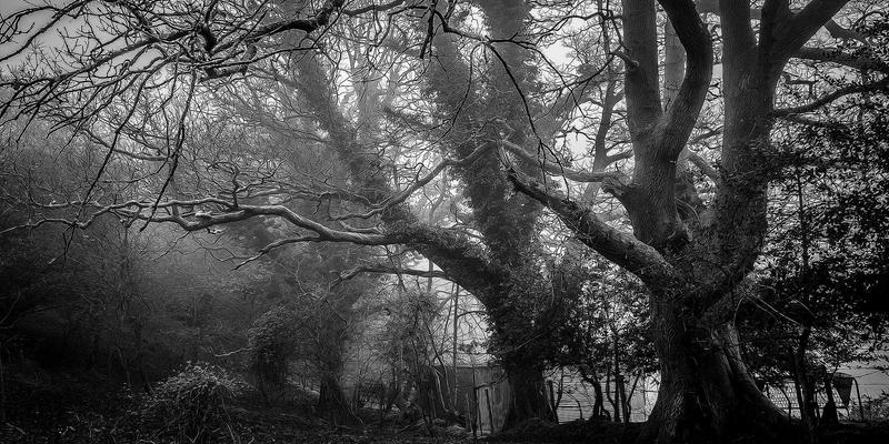 草本养生新风尚：深度评测心血酒，探究传统配方与现代保健的融合之道