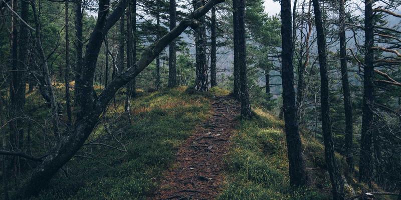 草本配方与保健酒的智慧结晶：深度解析心血酒中丹参、当归、黄芪的协同作用机制